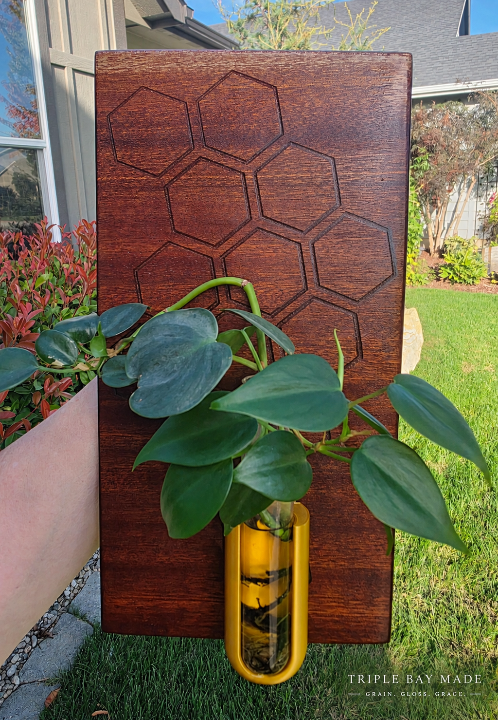 Bubinga honeycomb propagation wall art styled with a green plant cutting outdoors