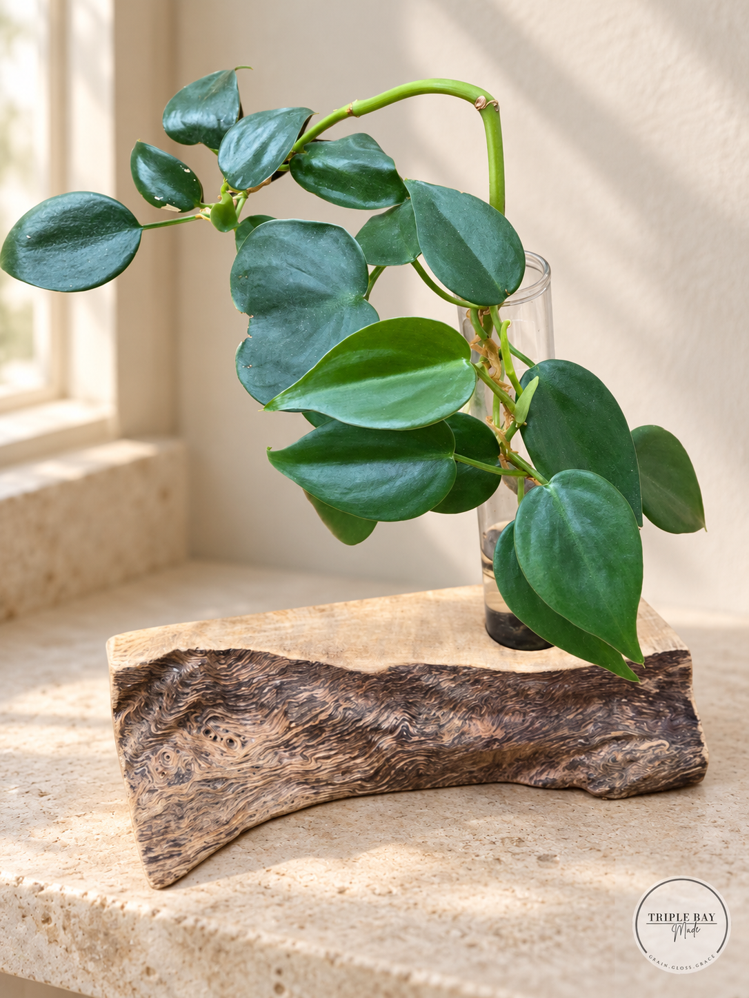 Live edge burl propagation station with glass tube and demonstration cutting on a stone windowsill, plant not included