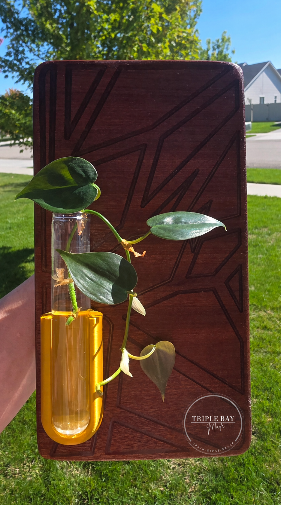 Golden Geometry bubinga propagation wall art styled with a plant cutting; plant not included