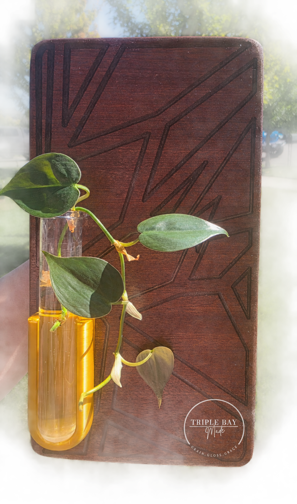 Bubinga and golden resin propagation wall art with plant cutting; plant not included
