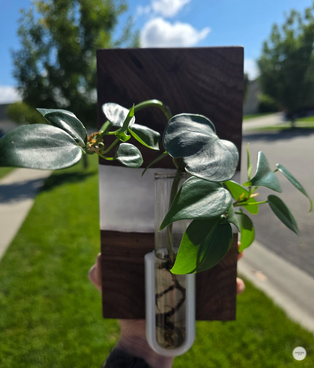 Close-up of handmade walnut resin propagation wall art with plant cutting shown for display