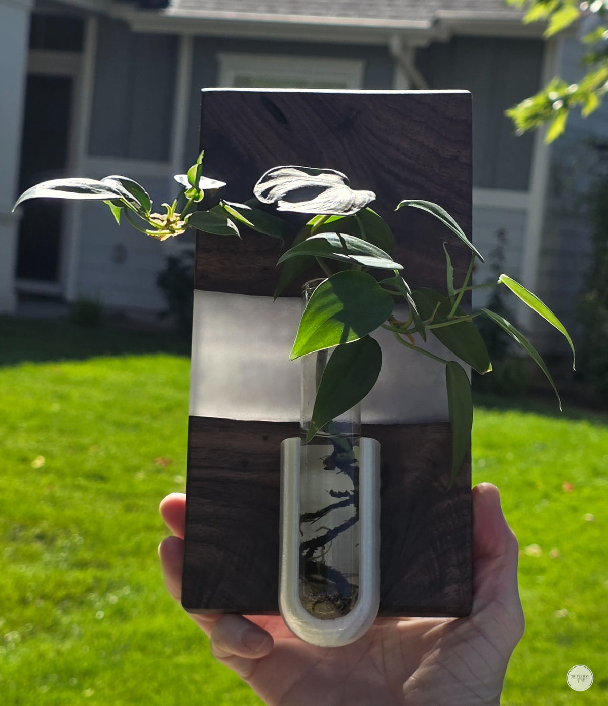 One-of-a-kind walnut and resin hanging propagation vase with removable glass tube
