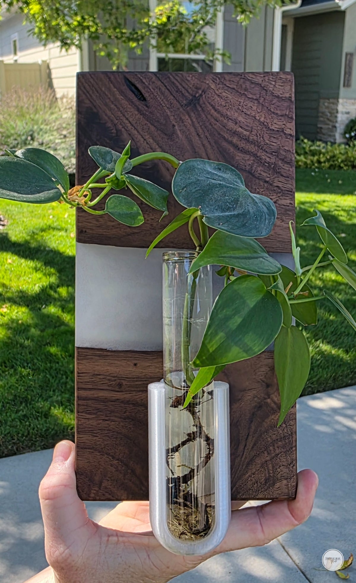 Rooted River walnut and resin propagation wall art styled with a plant cutting; plant not included